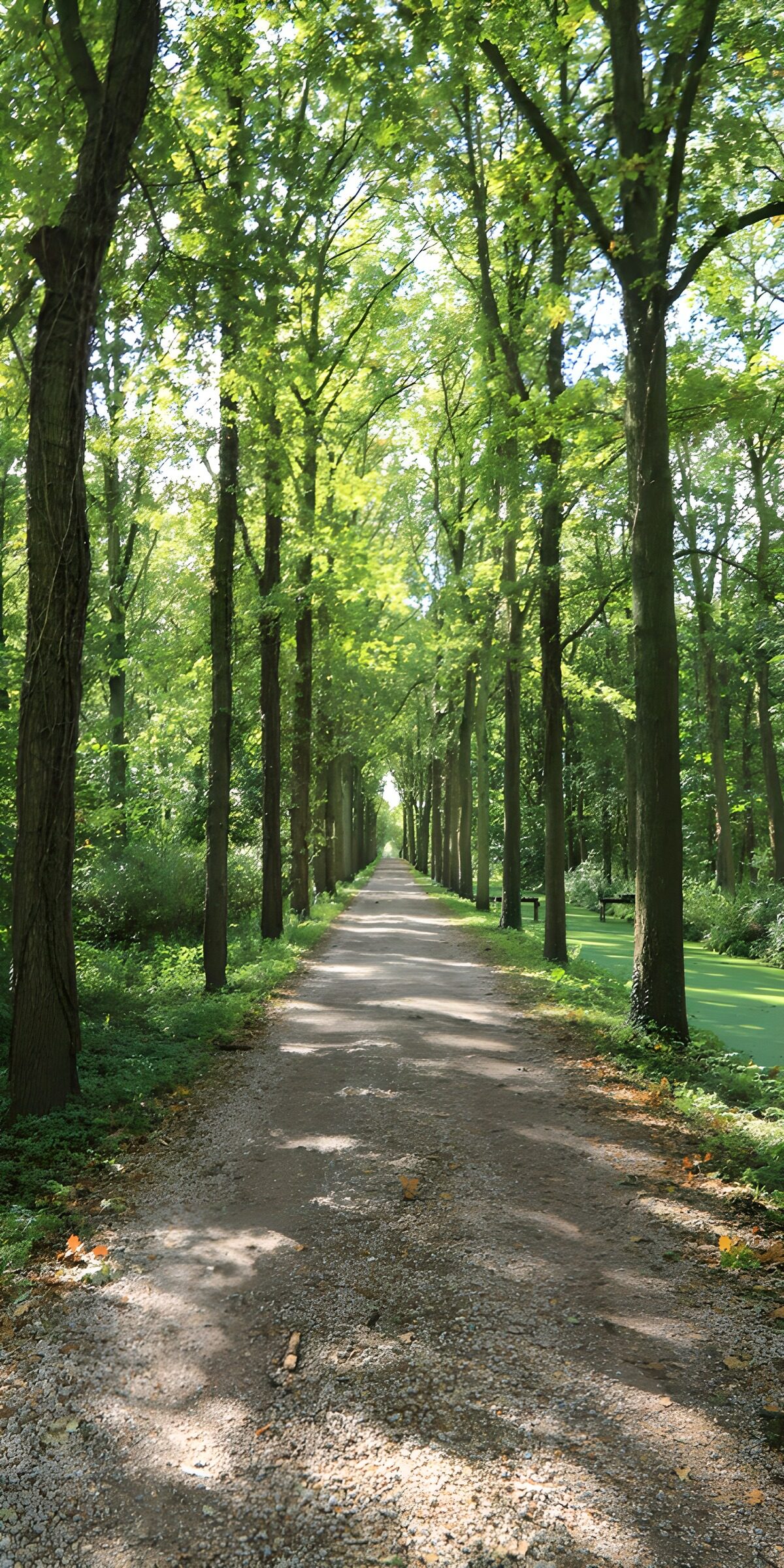 TPDE28220: "Einsamer Weg durch den grünen Wald"