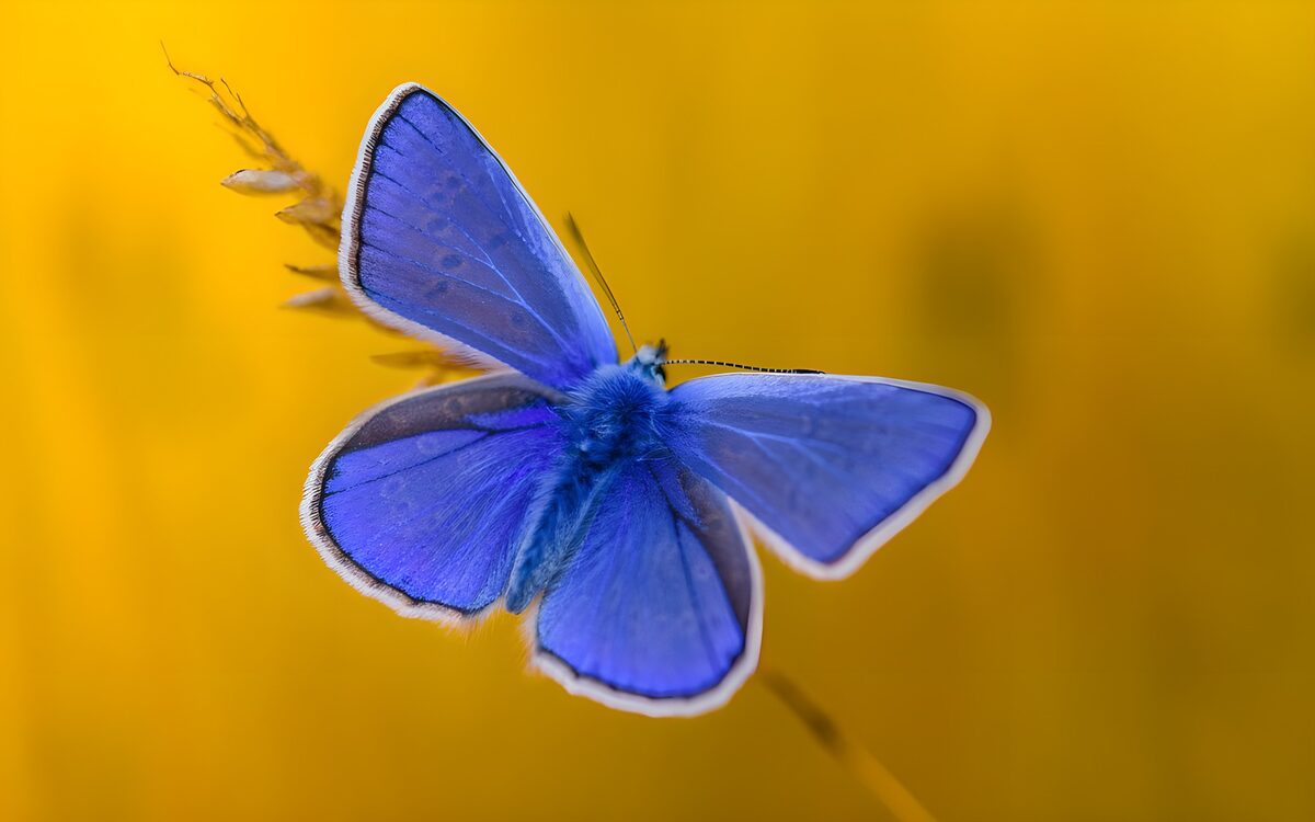 blauer Schmetterling aufeiner Kornähre