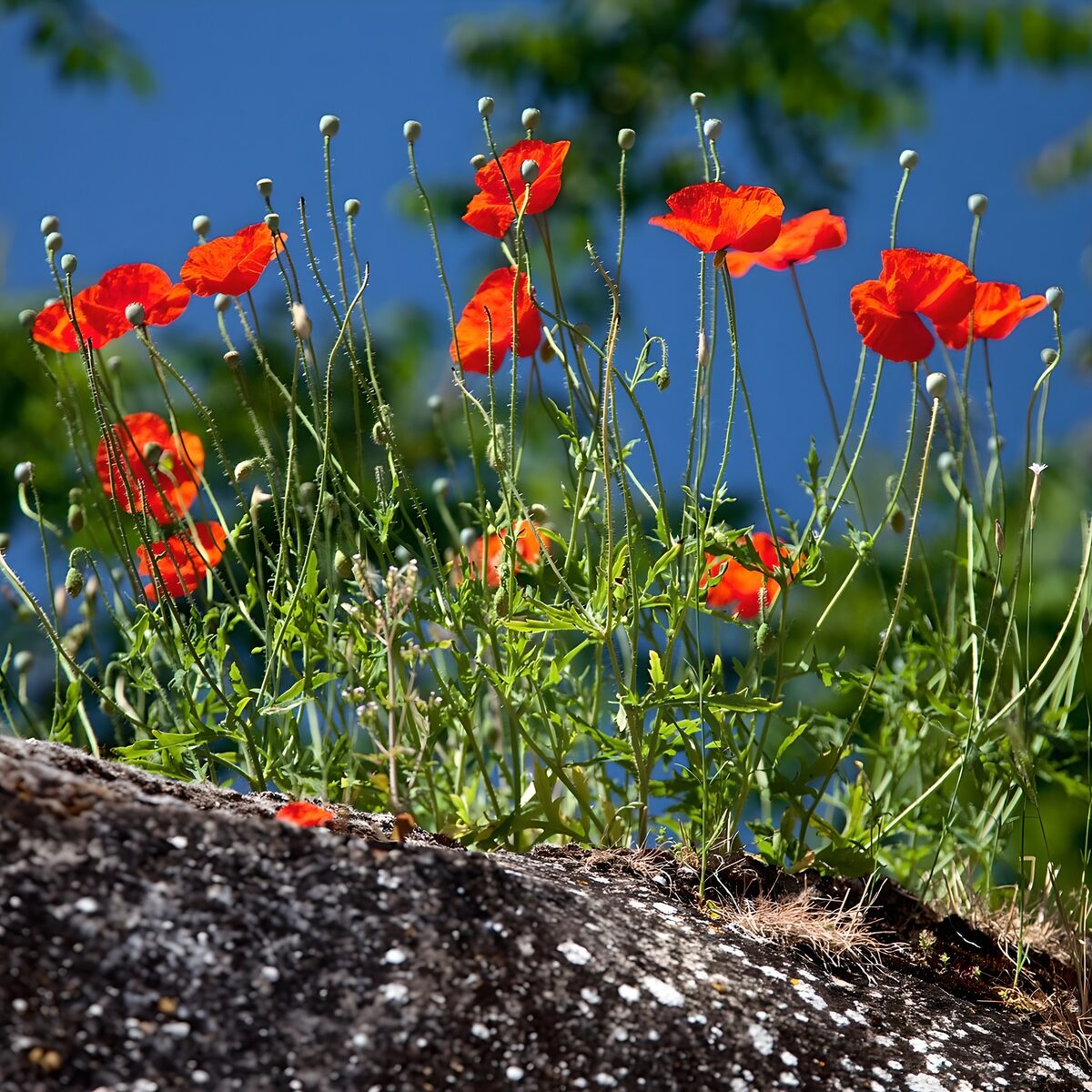 Klatschmohn am Straßenrand