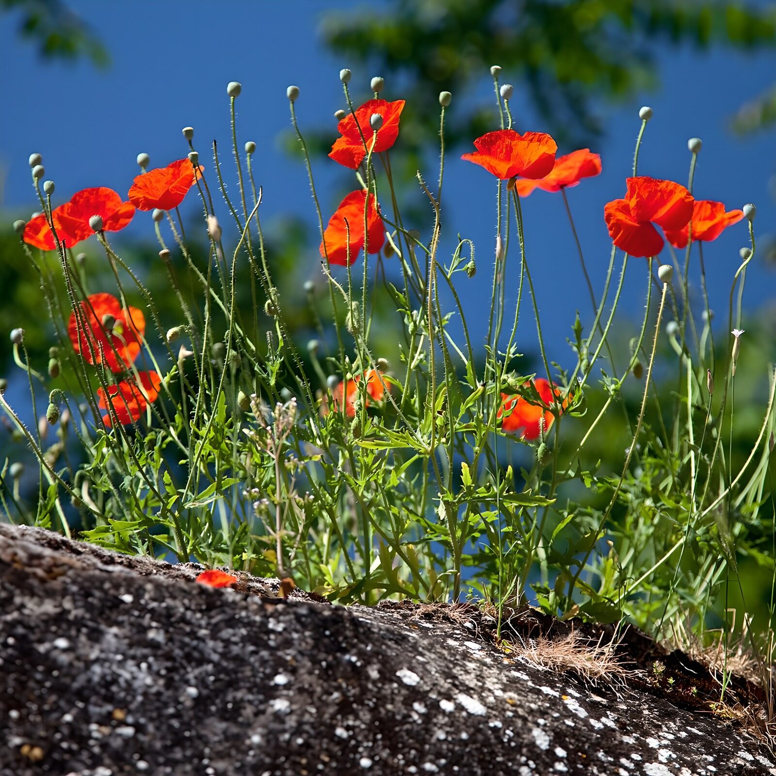 TPDE97818: Klatschmohn am Straßenrand