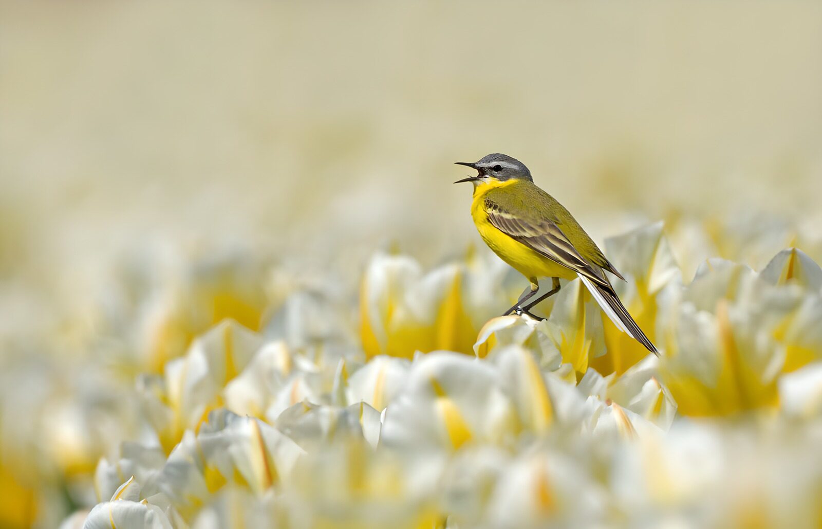 TPDE30879: Singender Vogel in Tulpenfeld