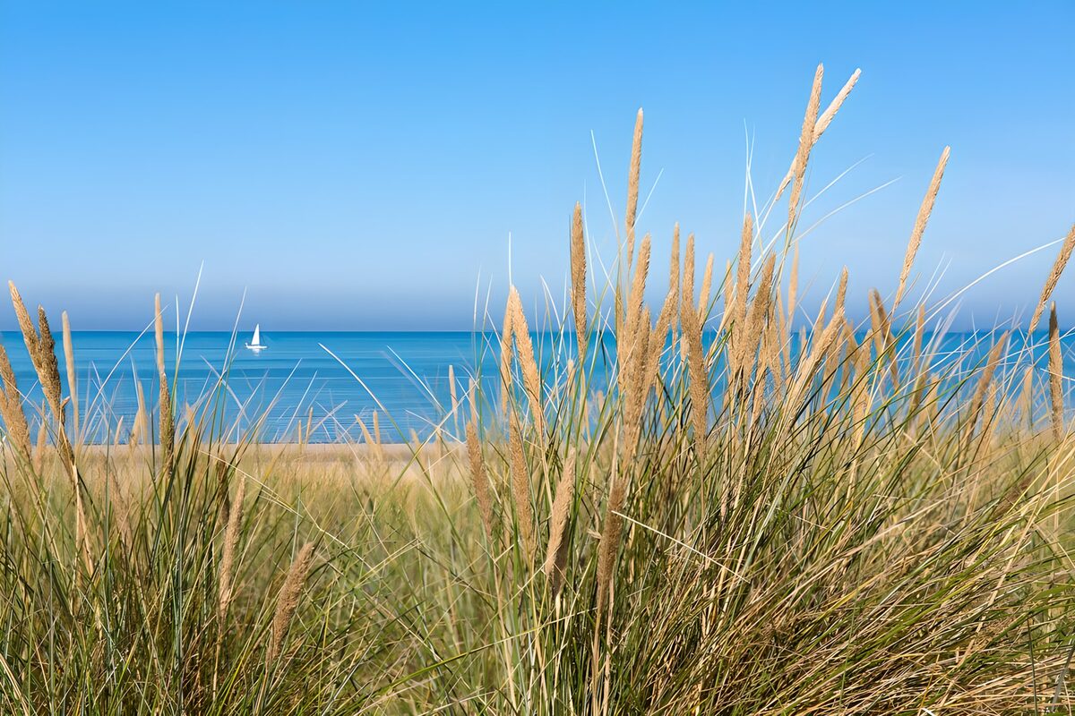 TPDE22346: Strandhafer mit Blick aufs Meer, am Horizont ein Segelboot