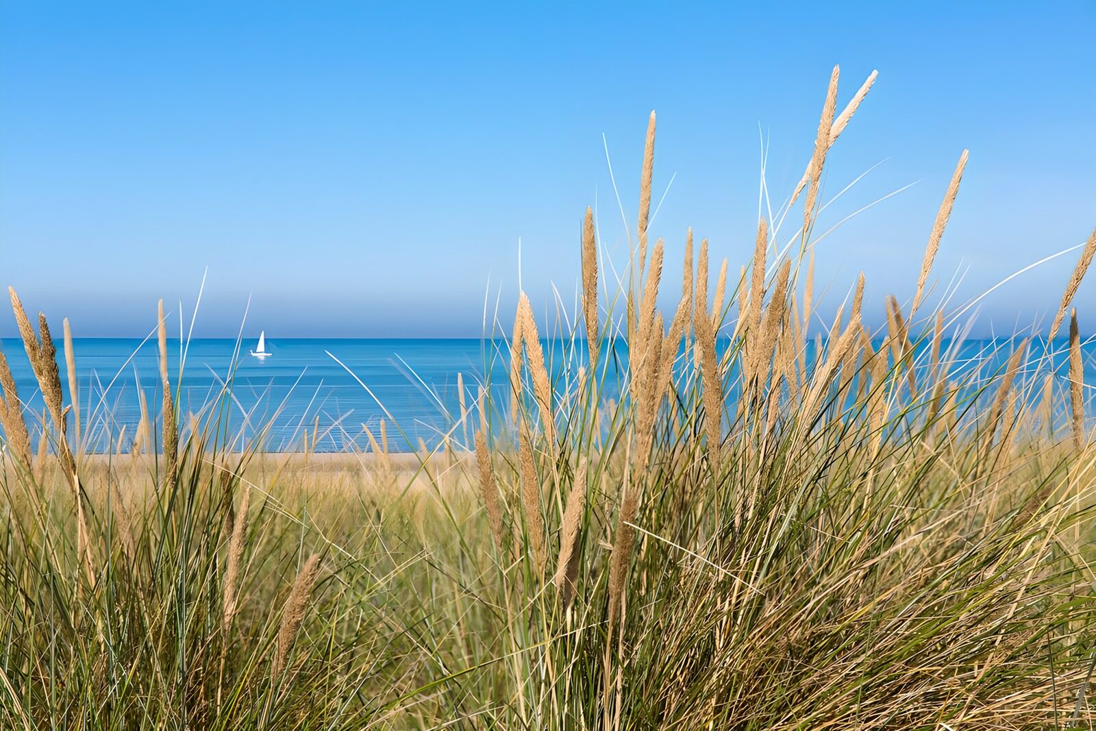 TPDE22346: Strandhafer mit Blick aufs Meer, am Horizont ein Segelboot
