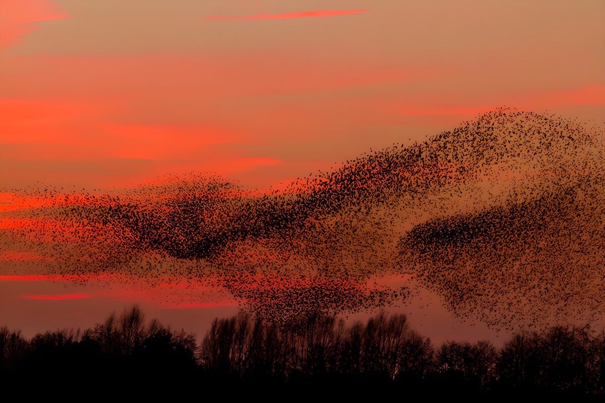 Schwarm von Vögeln bei Sonnenuntergang
