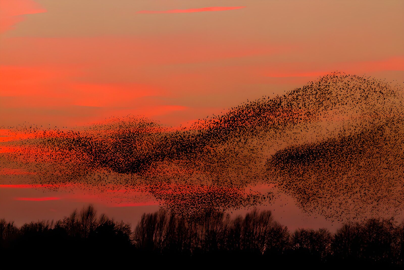 TPDE64519: Schwarm von Vögeln bei Sonnenuntergang