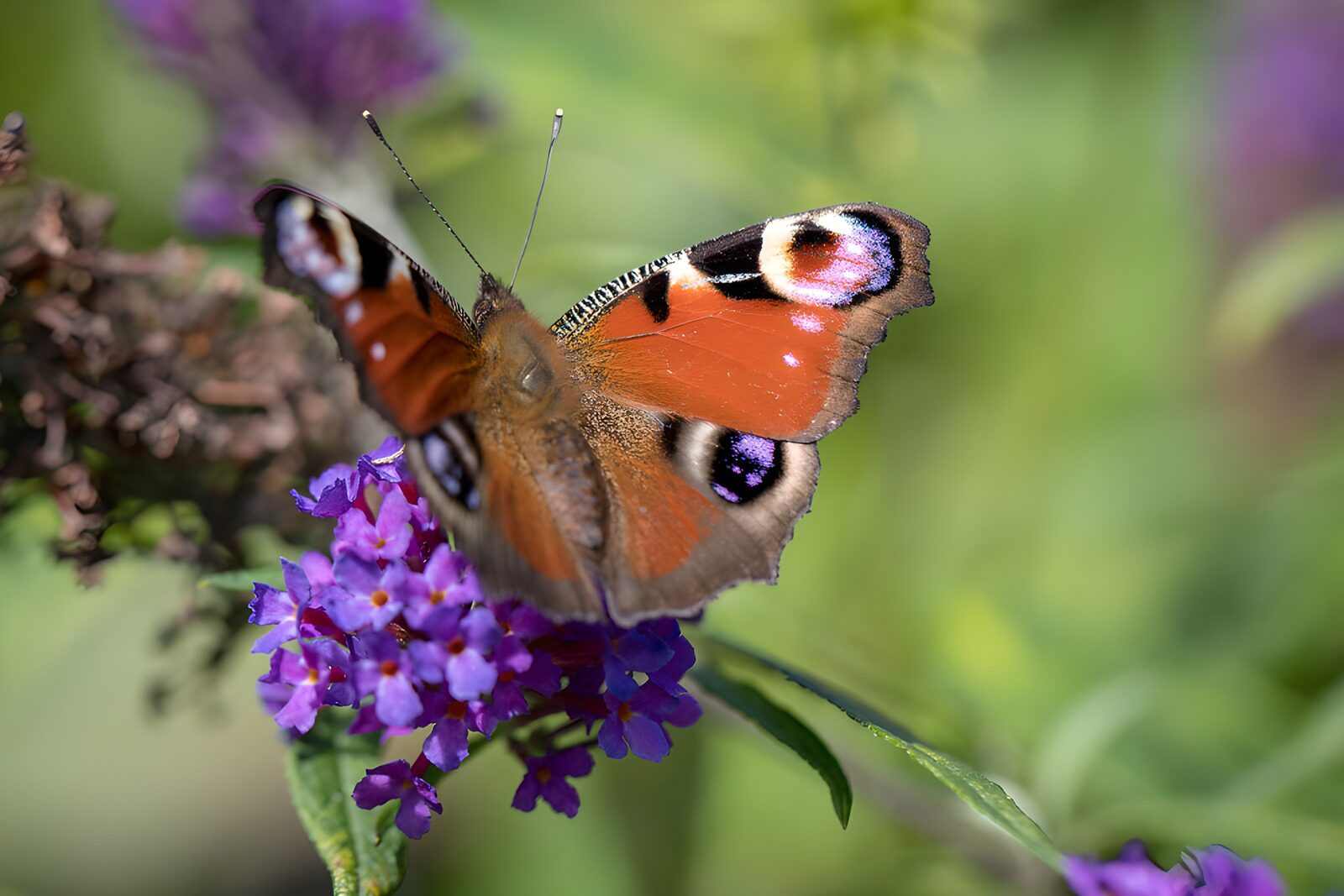 TPDE42253: Schmetterling auf lila Blüten