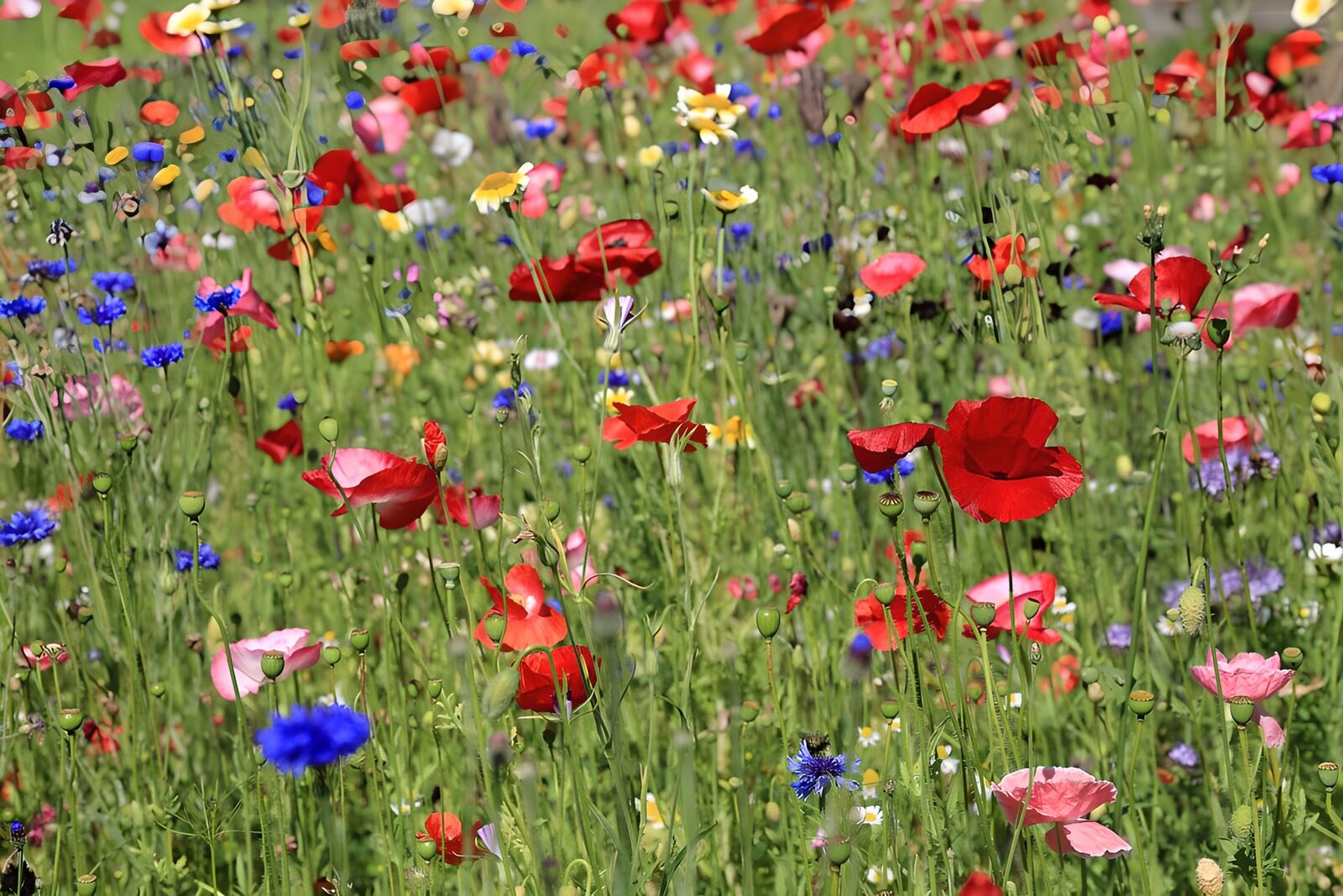 TPDE92836: eine Wiese mit Mohn, Kornblumen im Frühling