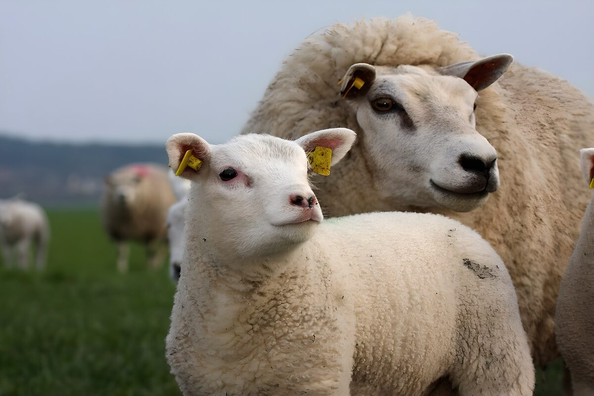 TPDE25228: Mutterschaf mit ihrem Lamm