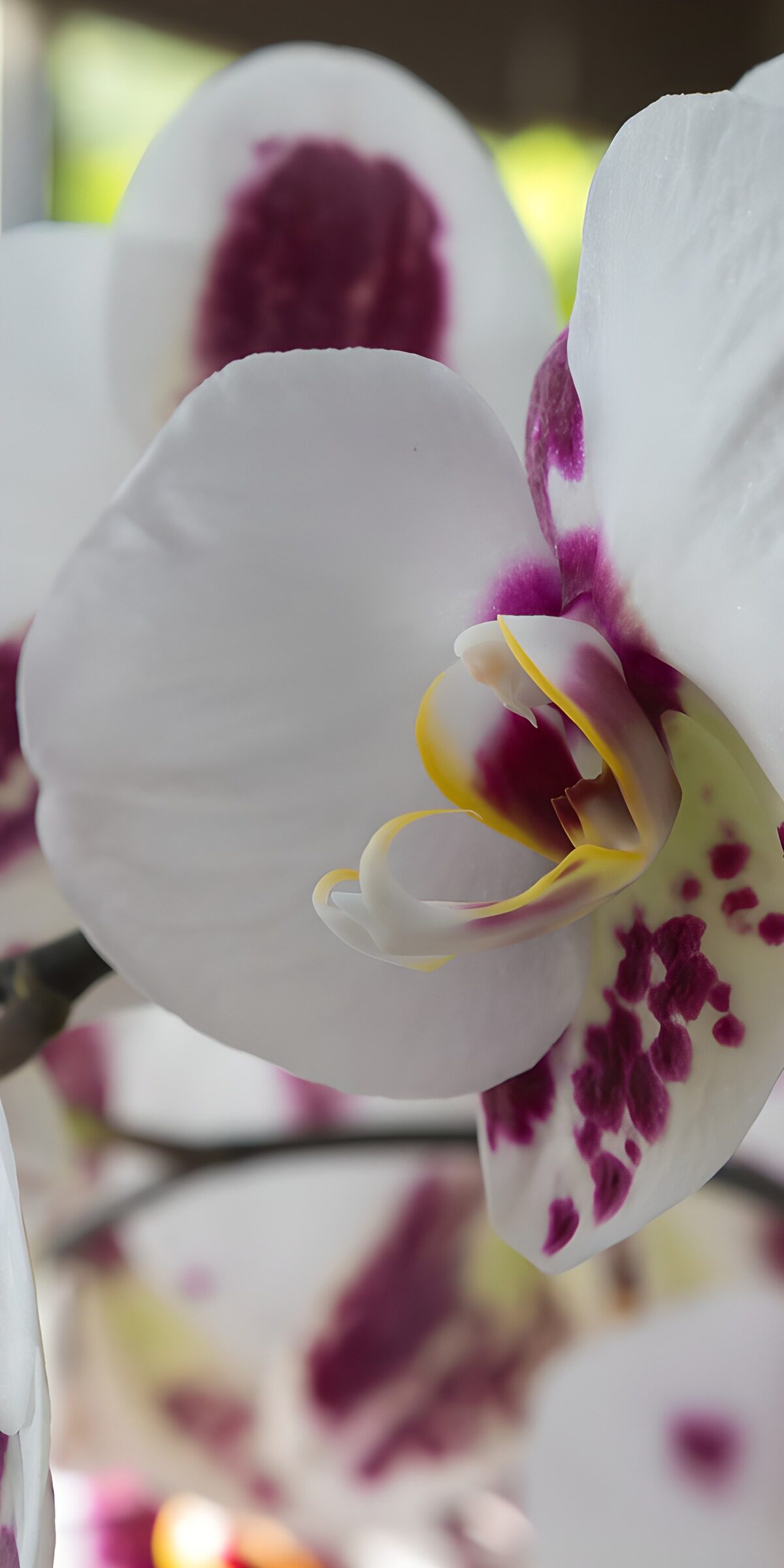TPDE57329: Schöne Orchidee mit lila Punkten