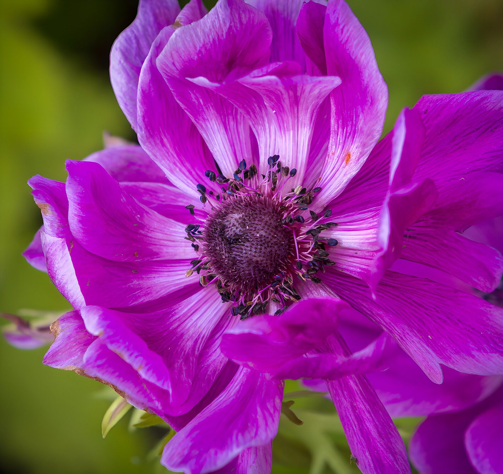TPDE21721: Leuchtende magentafarbene Anemone
