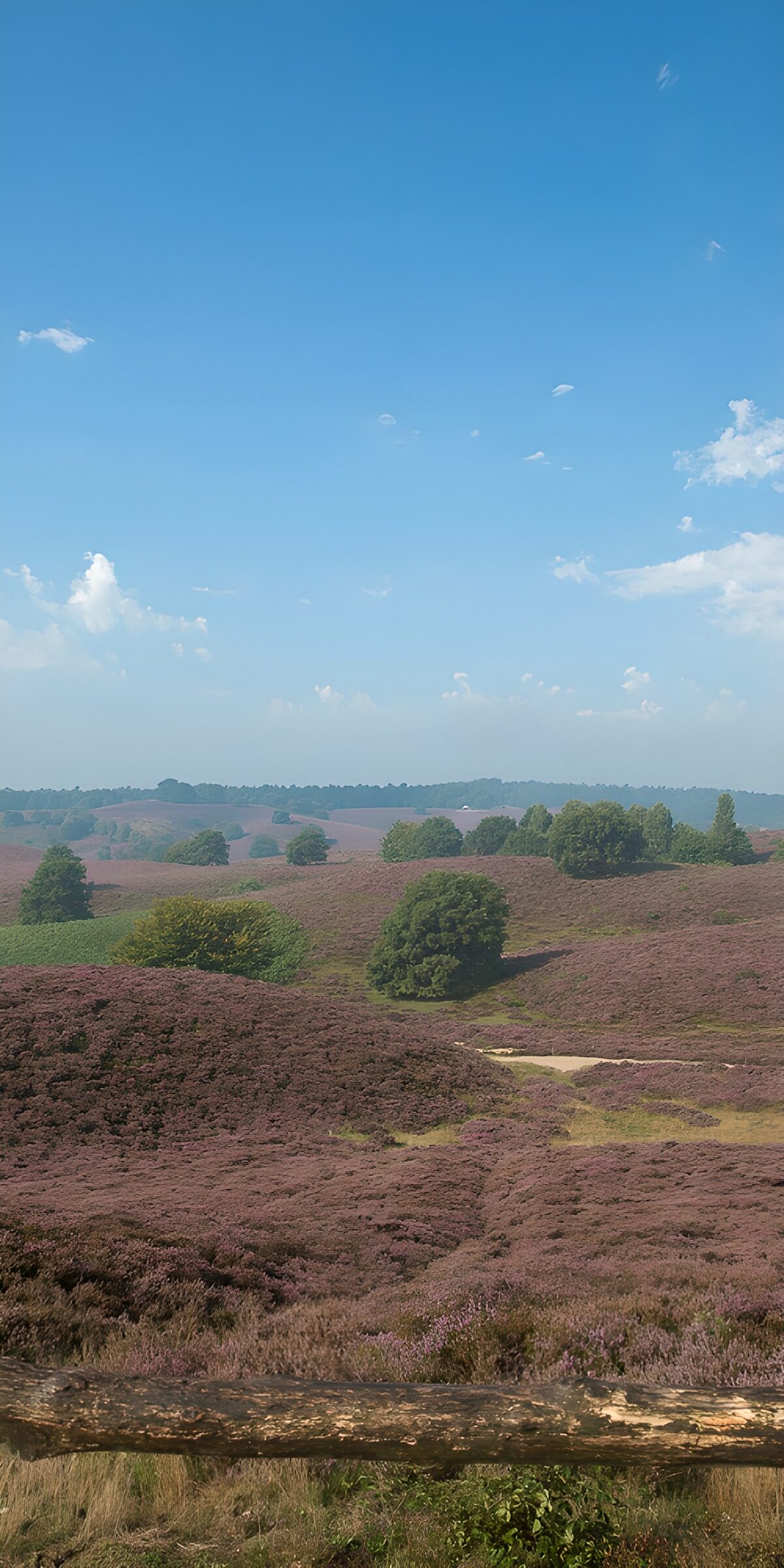 TPDE17210: Heidelandschaft im Sonnenschein