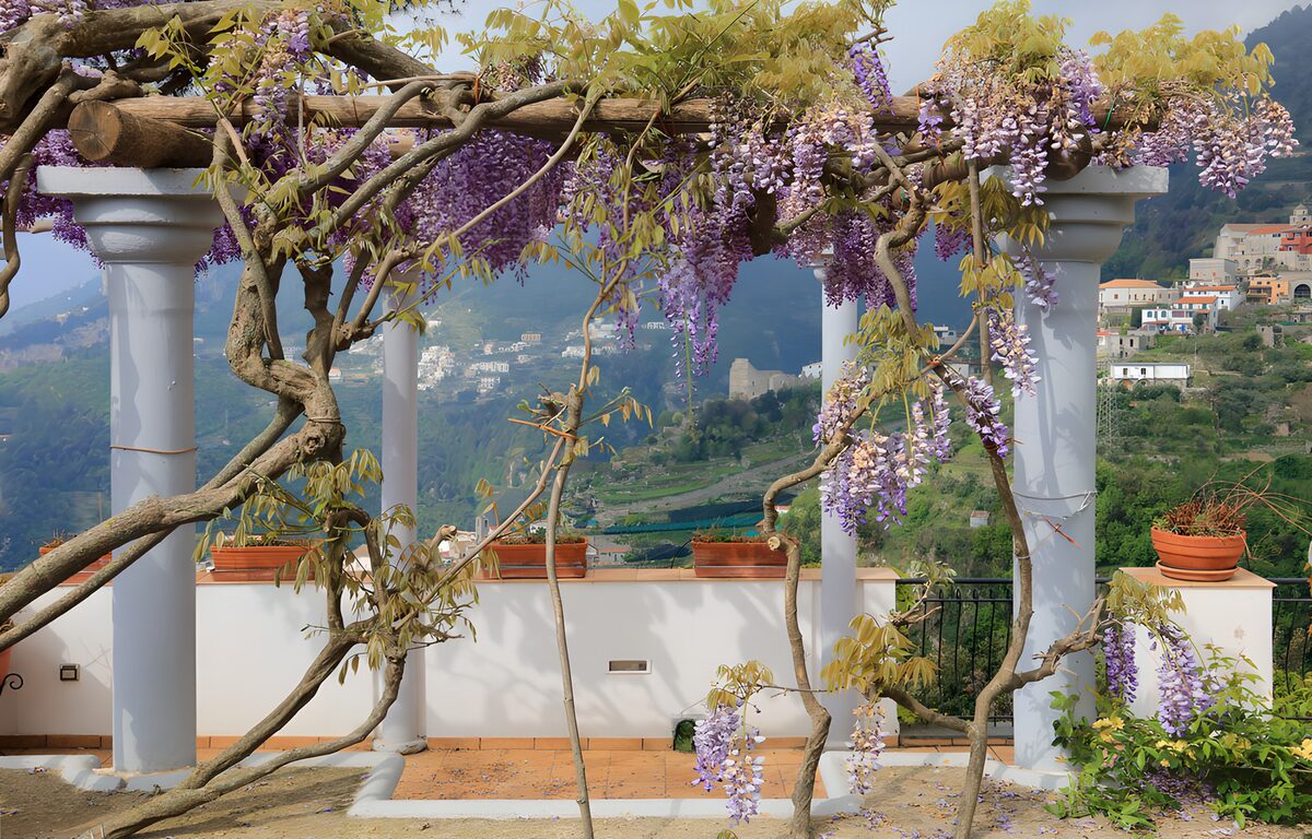 TPDE10039: Wisteria-Pergola mit Ausblick