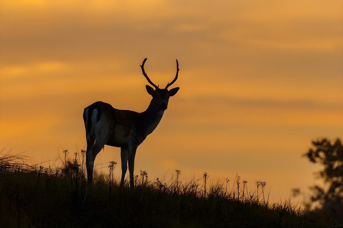 Reh im Sonnenuntergang
