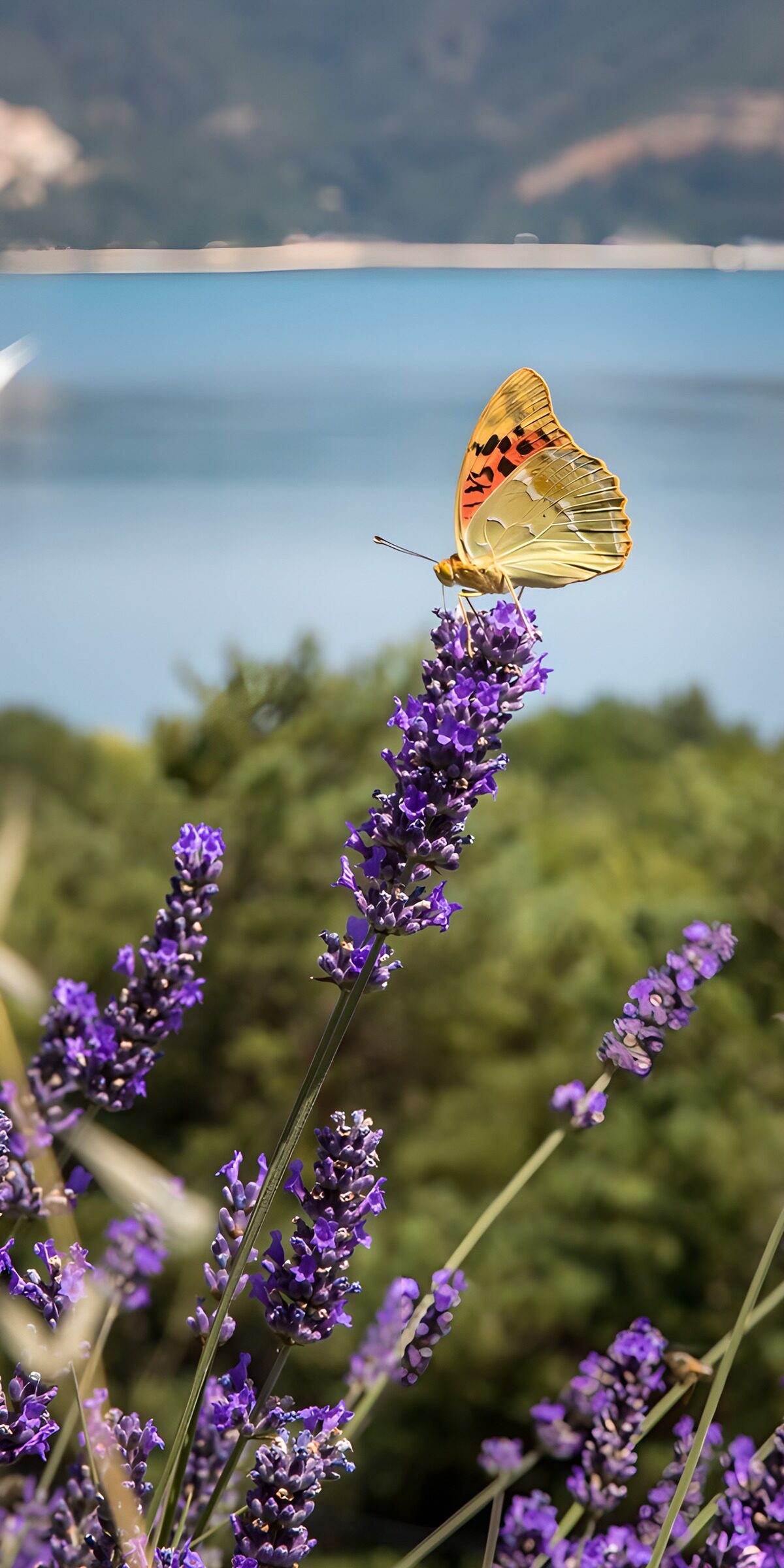 TPDE49221: Schmetterling auf Lavendelblüten