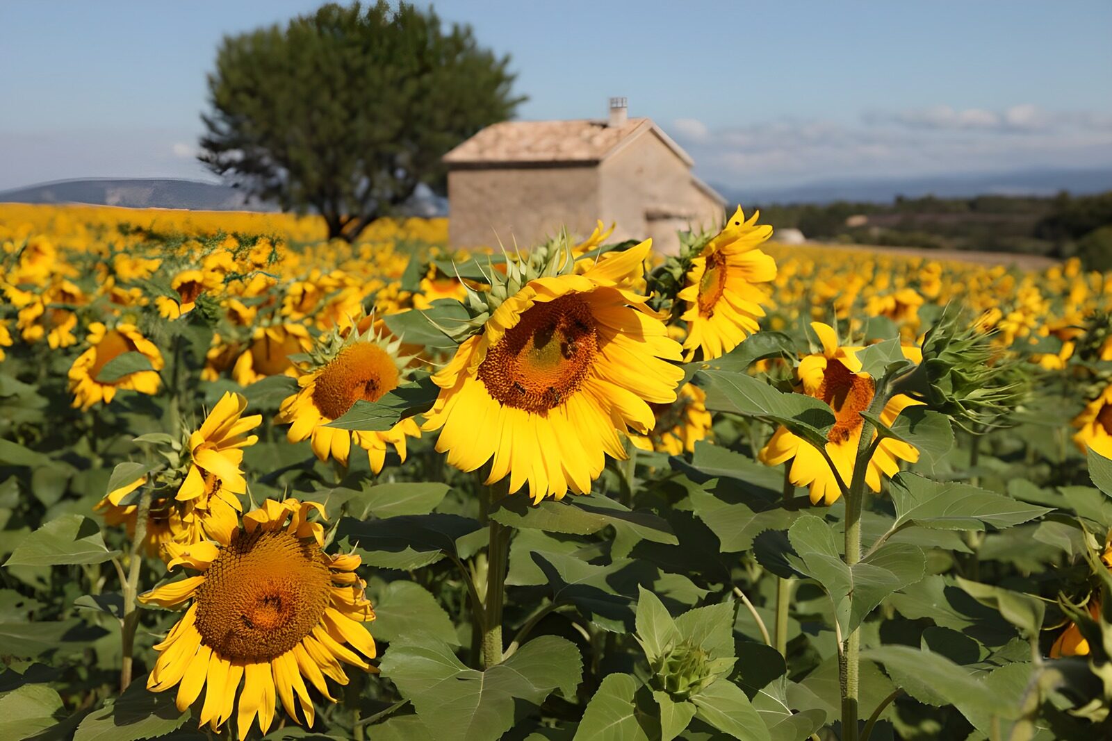 TPDE53283: Sonnenblumen mit rauhaarigen Stängeln und herzförmigen Blättern