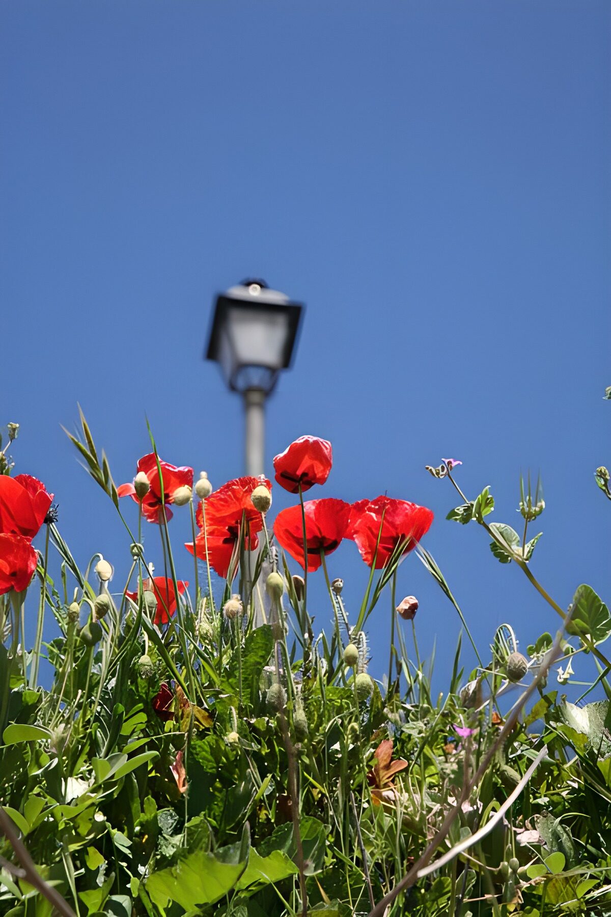 TPDE28135: Feld mit Klatschmohn am Rande eines Feldwegs