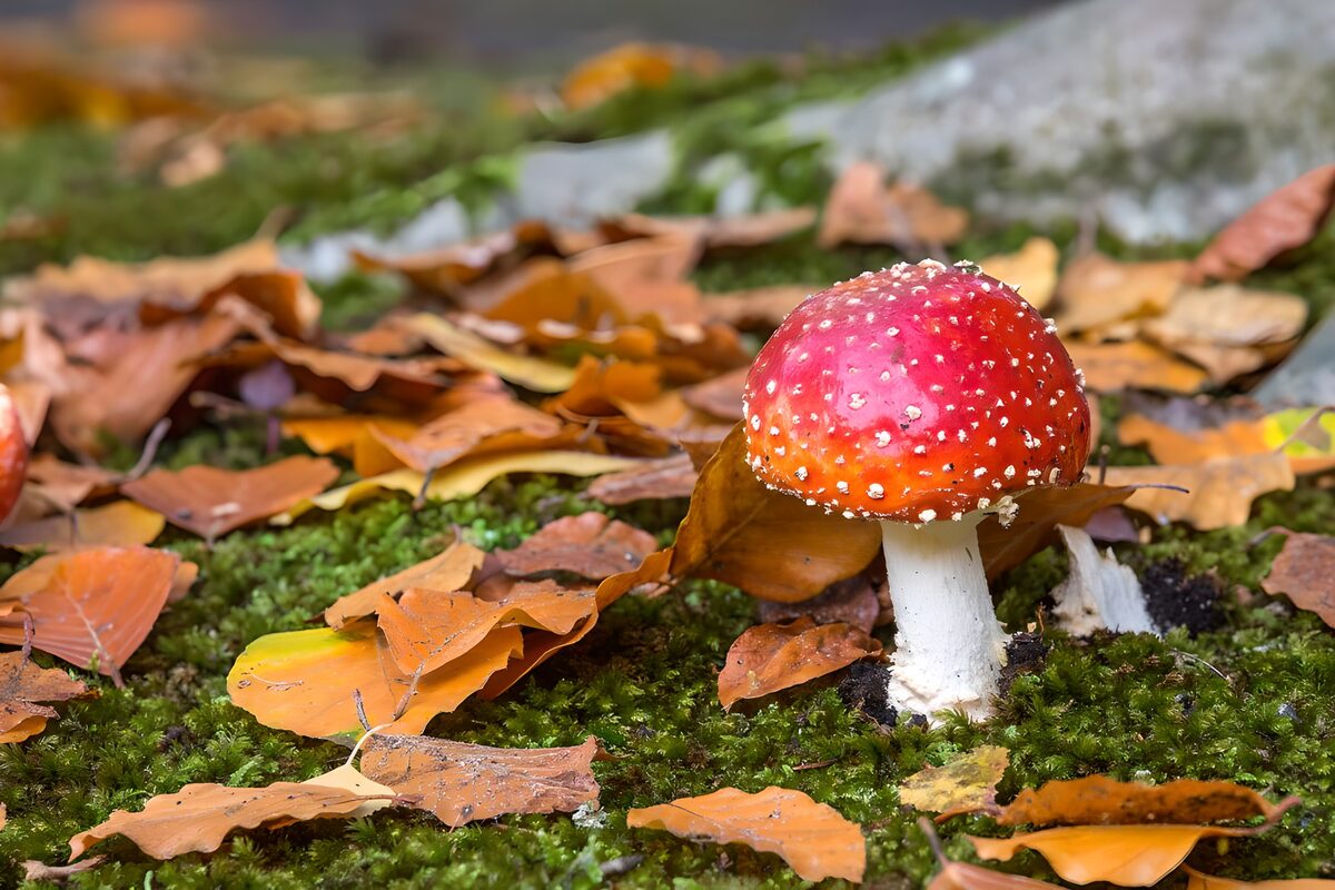Fliegenpilz zwischen braunen und gelben Herbstblättern