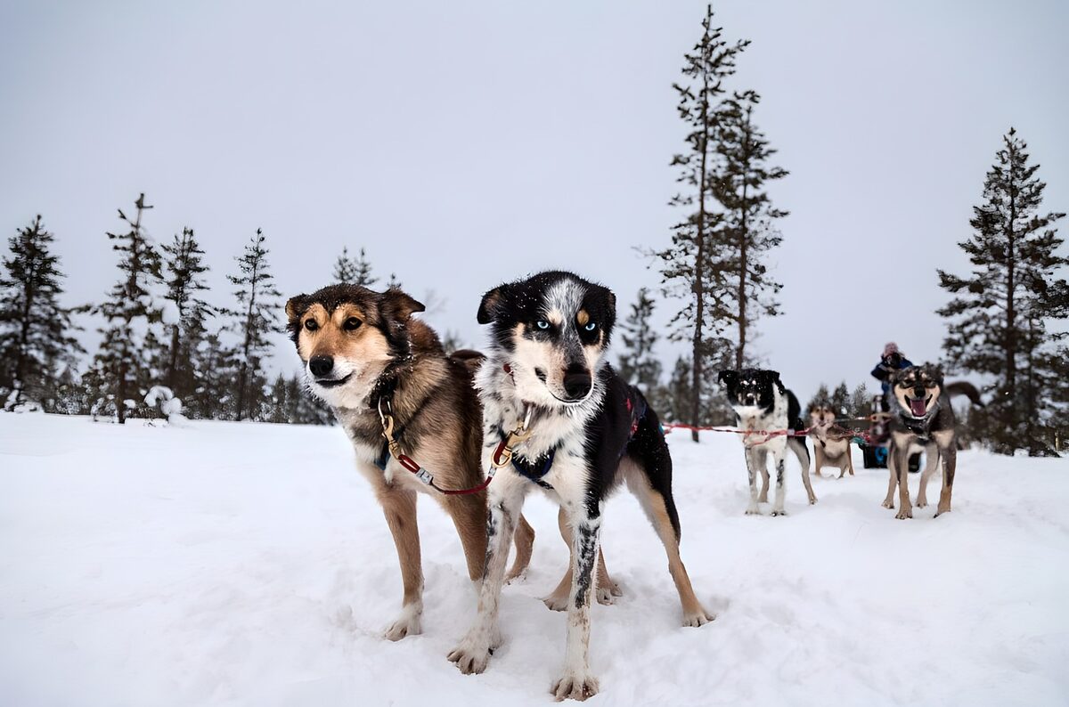 TPDE37518: sibirische Huskys ziehen einen Schlitten