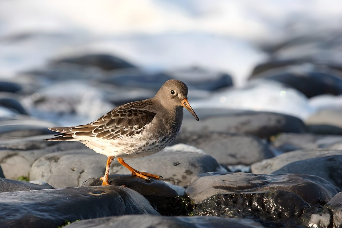 TPDE61403: Strandpieper auf Basaltsteinen am Strand