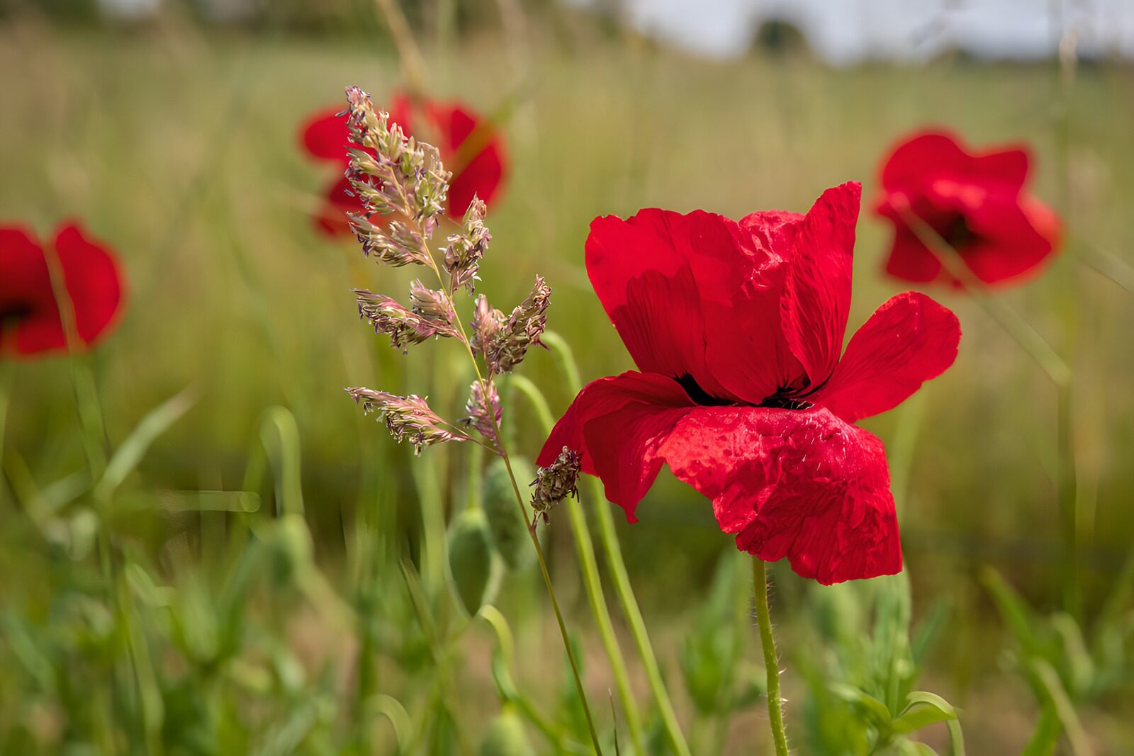 TPDE97316: Rote Mohnblumen im Feld