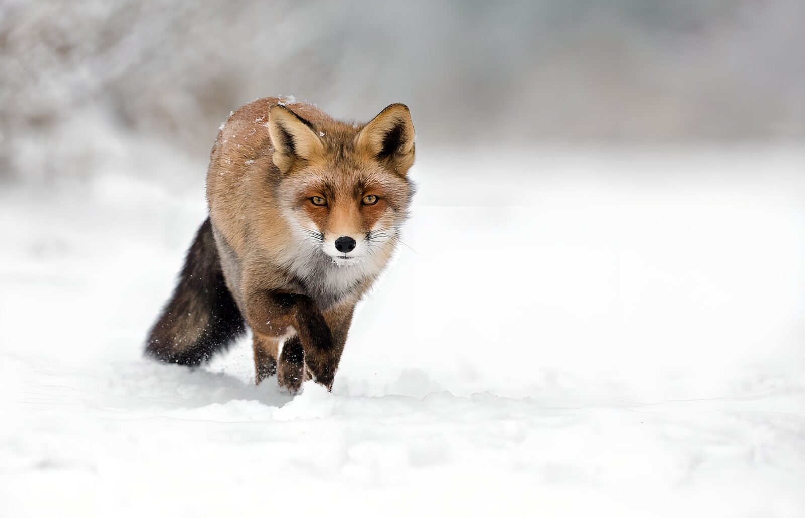 TPDE25994: Fuchs im Schnee