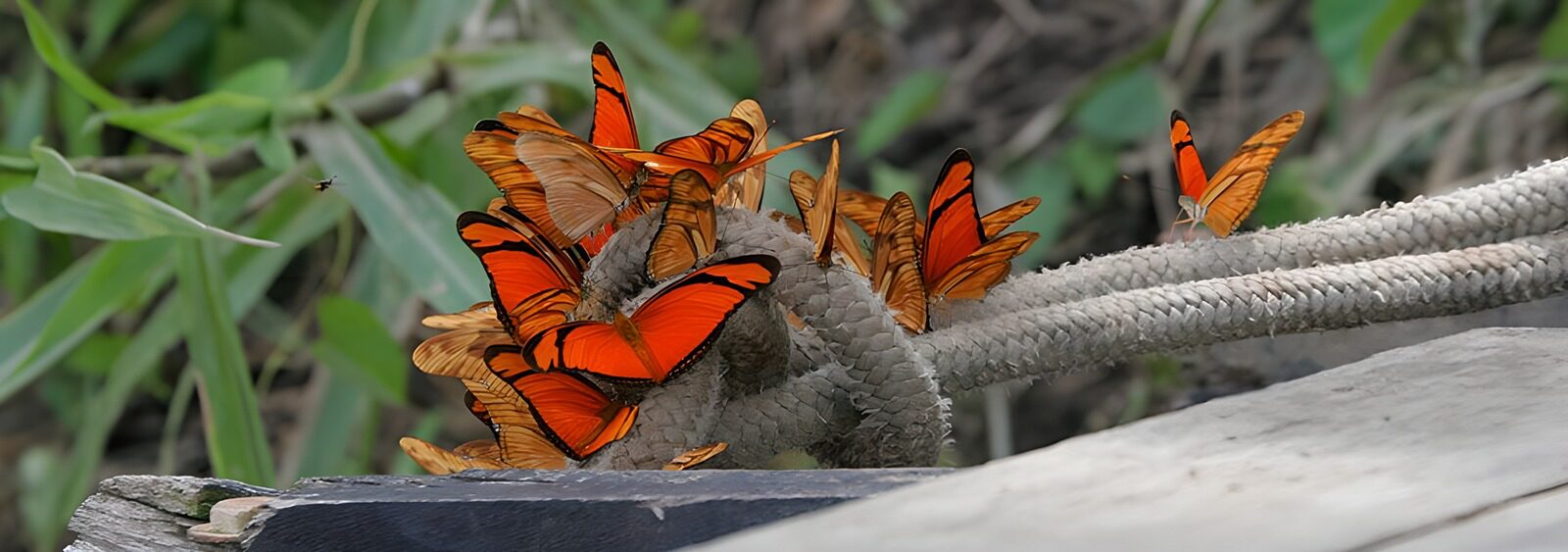 TPDE71668: wunderschöne orangefarbene Schmetterlinge auf Schiffstau