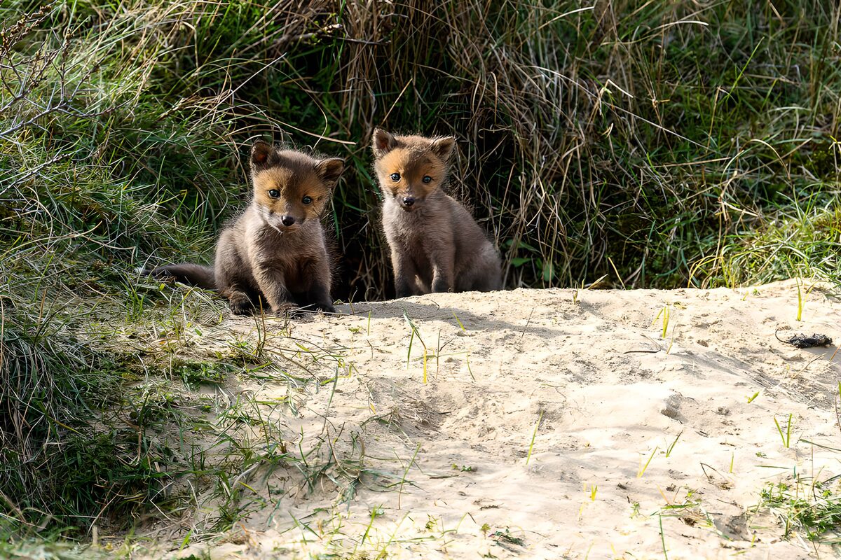Zwei niedliche Fuchswelpen im Gras