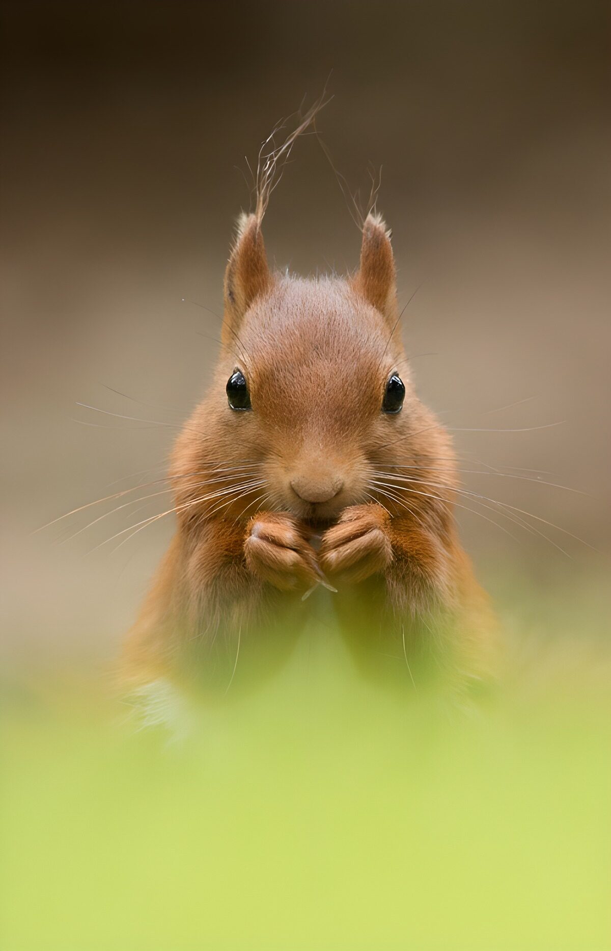 TPDE93271: Nussendes Eichhörnchen in der Natur