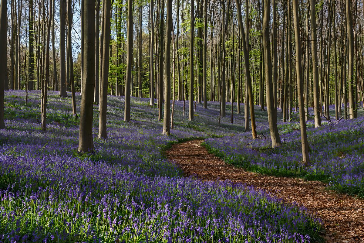 TPDE12319: Blaues Blütenmeer im Wald