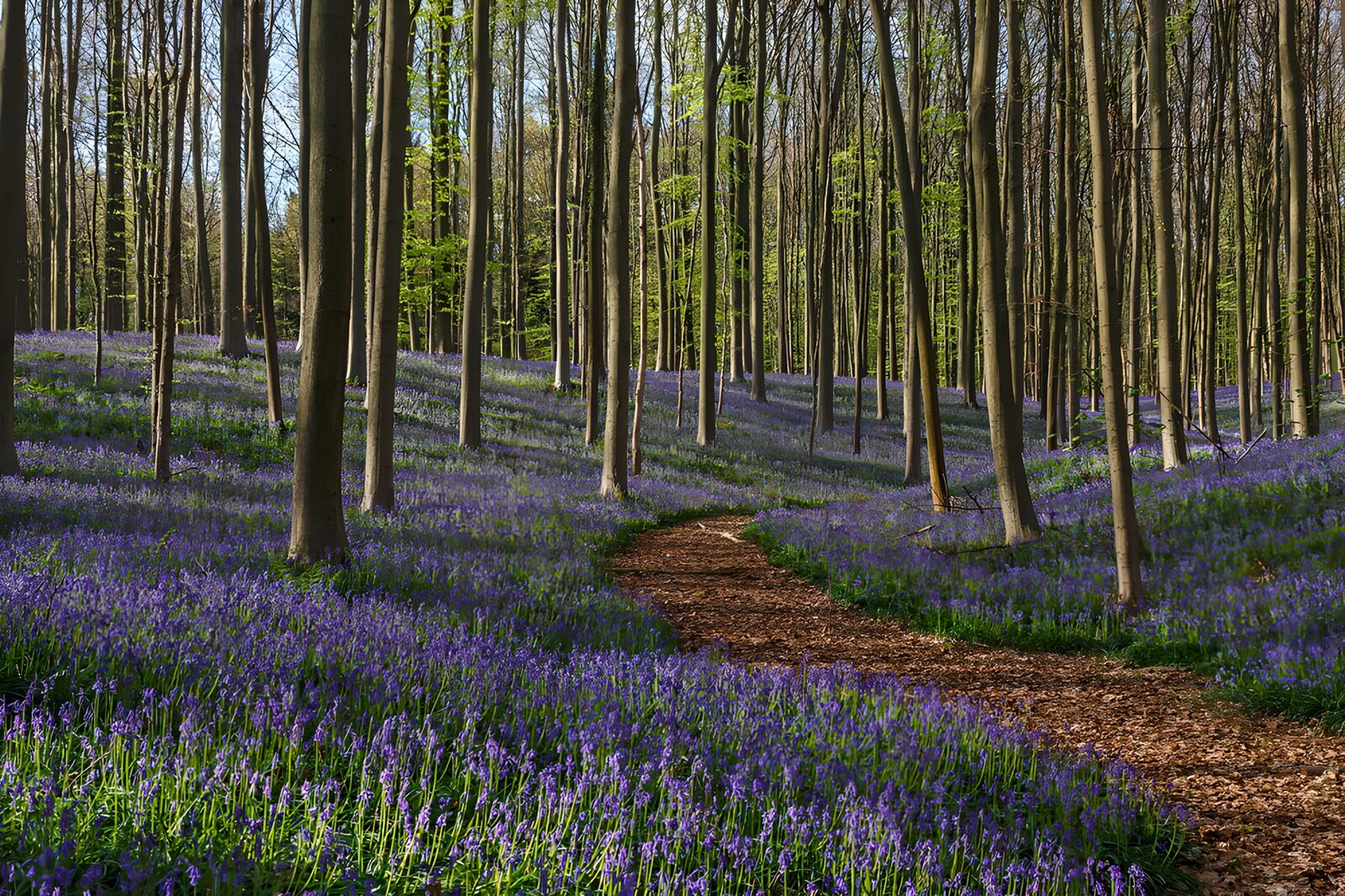 TPDE12319: Blaues Blütenmeer im Wald