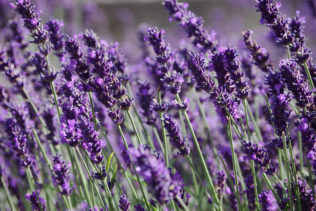 TPDE68482: der ährige Blütenstand von Lavendel