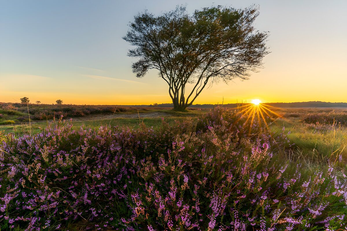 Sonnenuntergang über der Heide