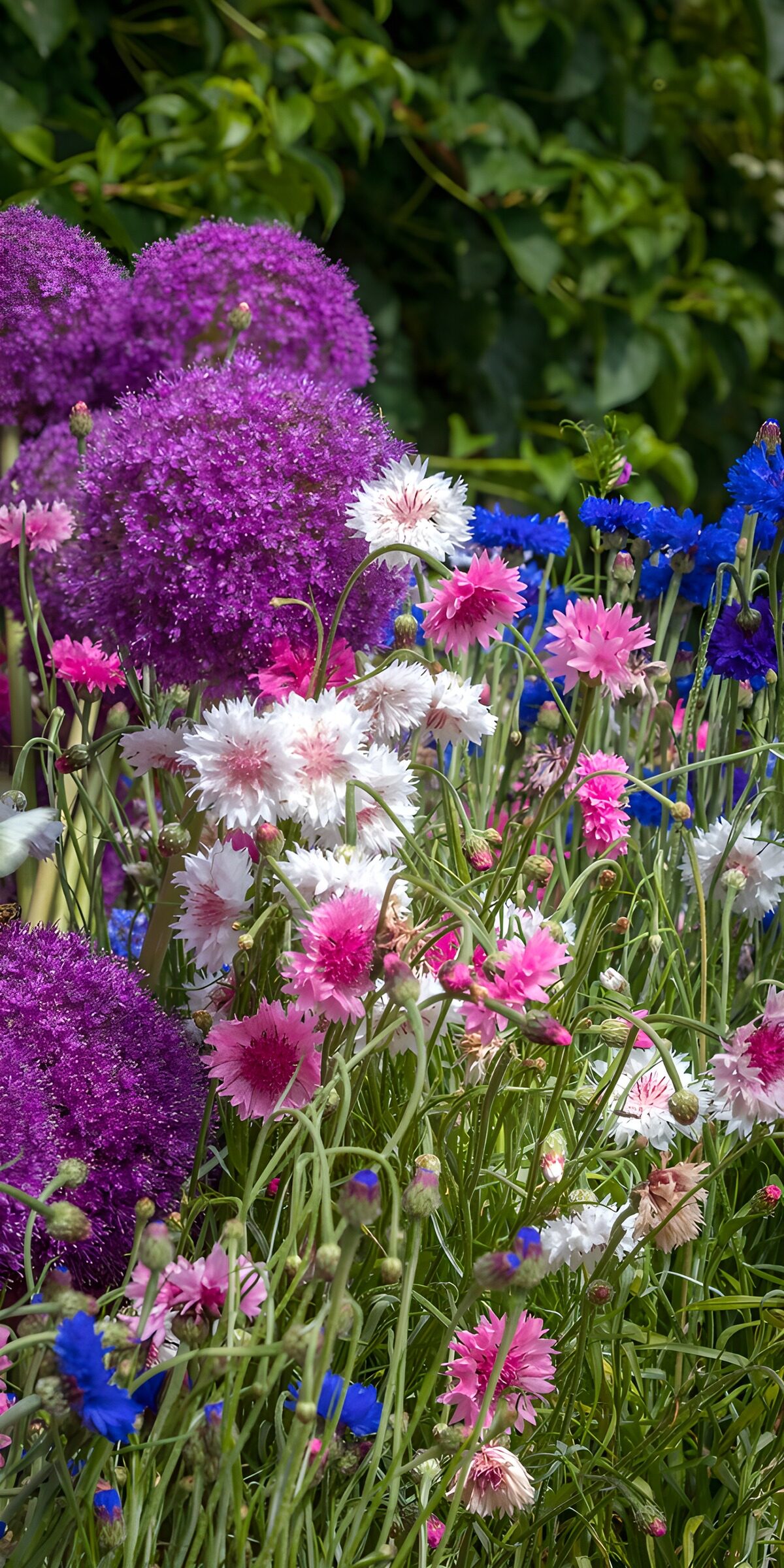 TPDE20655: Bunte Blumenpracht im Frühling