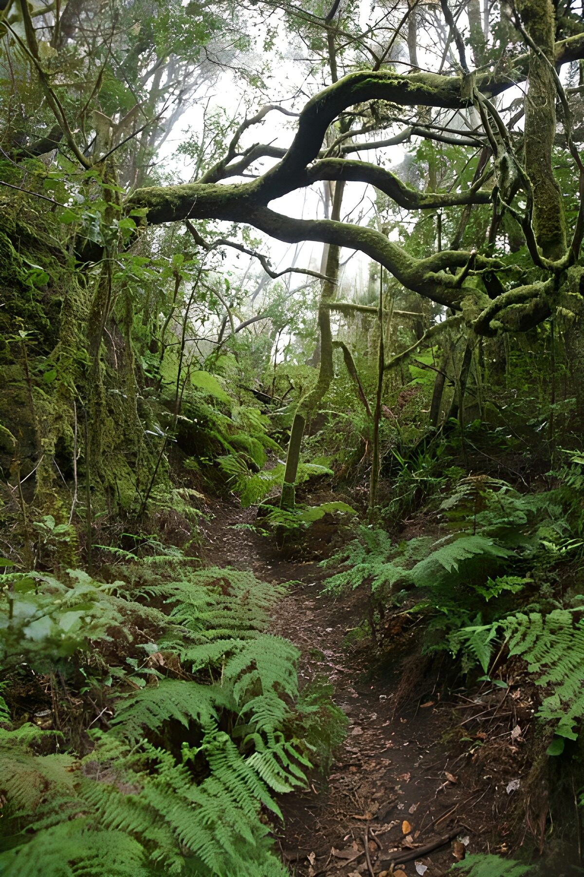 herrlicher Wanderweg auf La Gomera