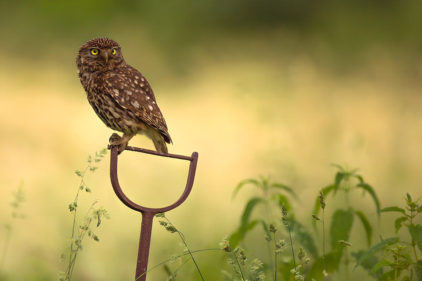 TPDE91617: Kleine Eule auf einem Gartenwerkzeug