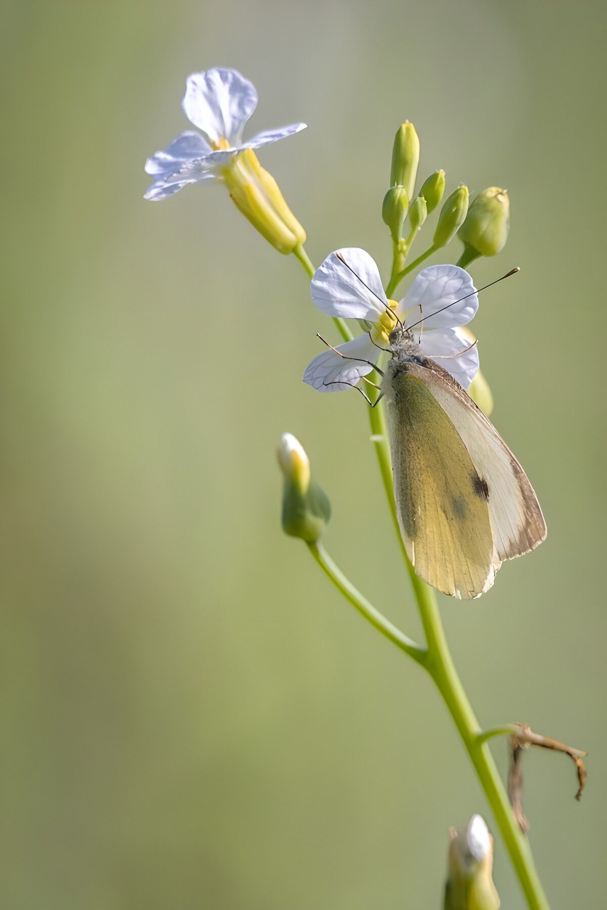TPDE14411: Schmetterling auf blühendem Radieschen