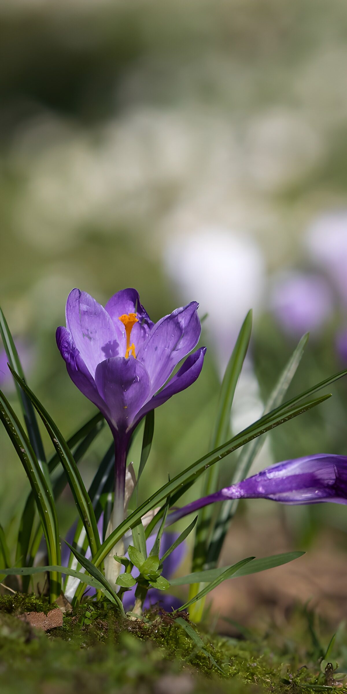 TPDE45678: Farbenfrohe Krokusse im Frühling