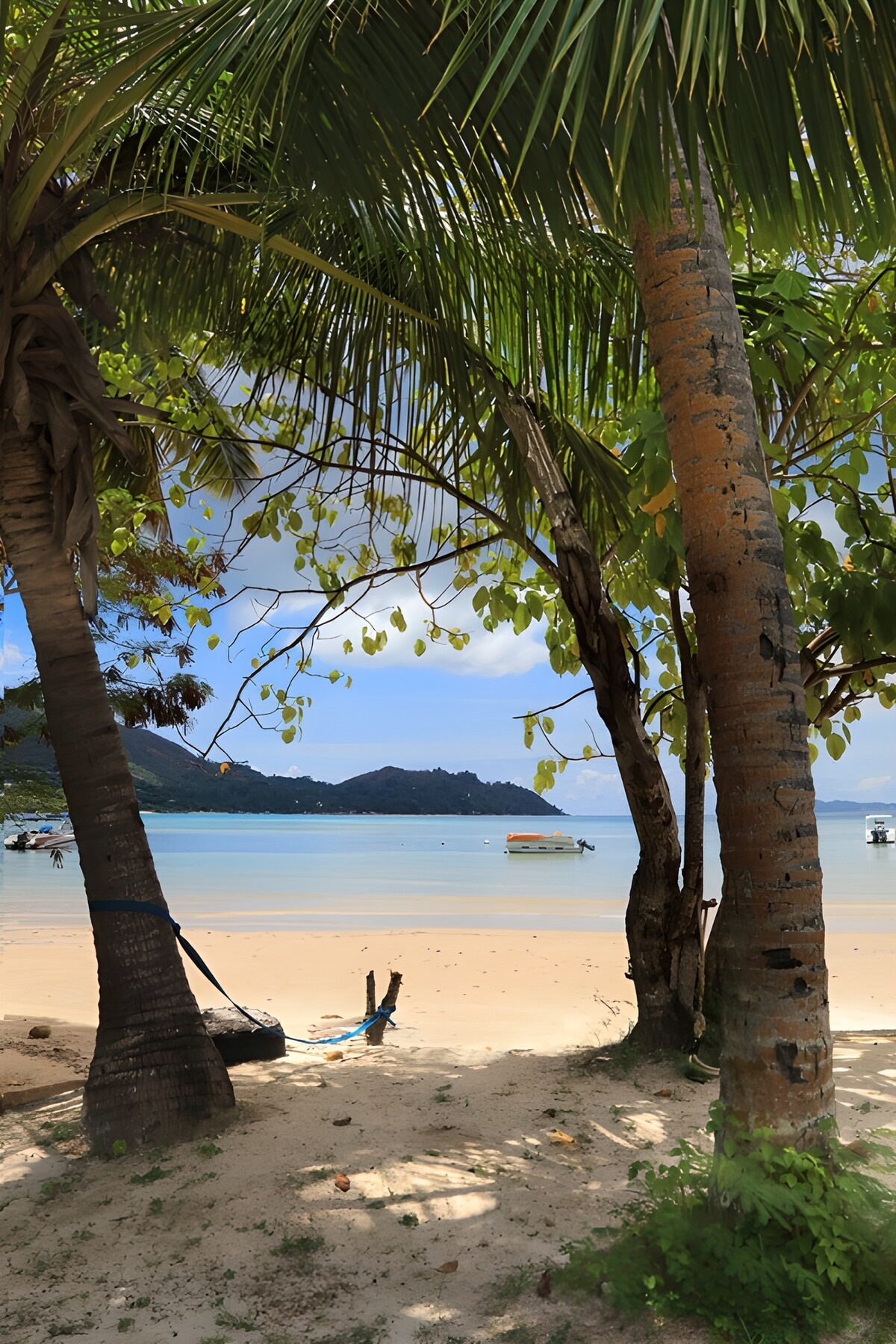 TPDE39526: Tropisches Paradies am Strand