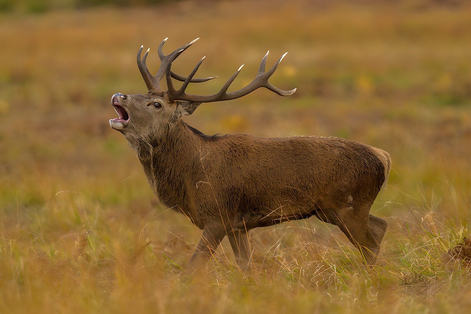 TPDE83185: Der rufende Hirsch im Herbst
