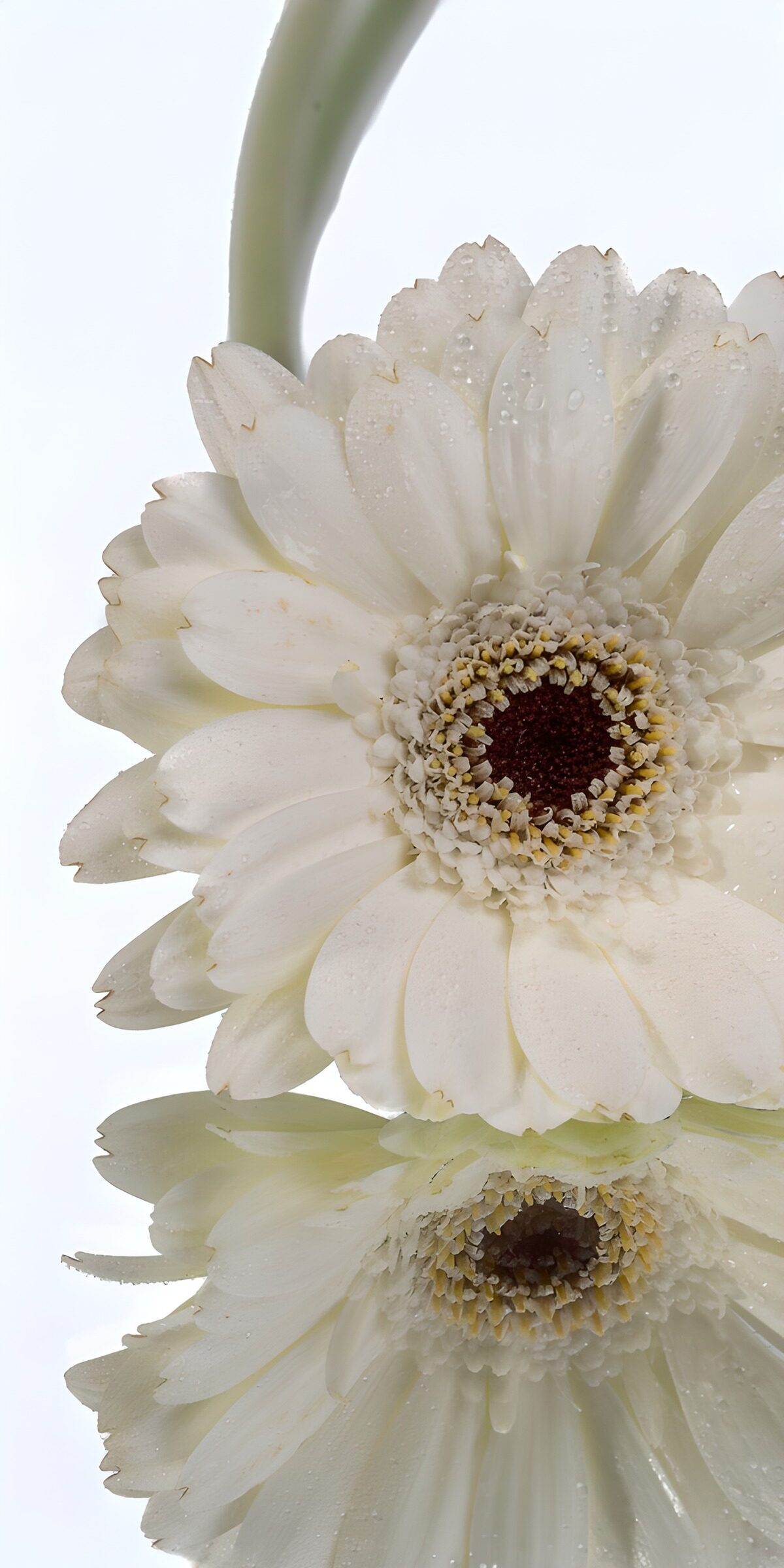 TPDE23781: Weiße Gerbera mit Spiegelung