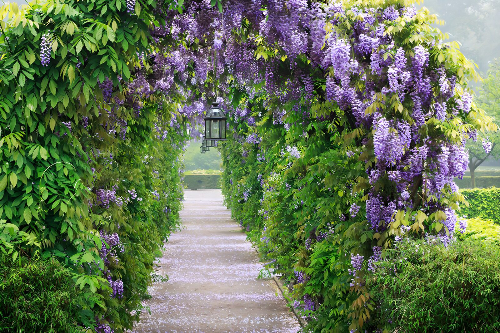 TPDE18133: Wunderschöner Blumenbogen im Garten