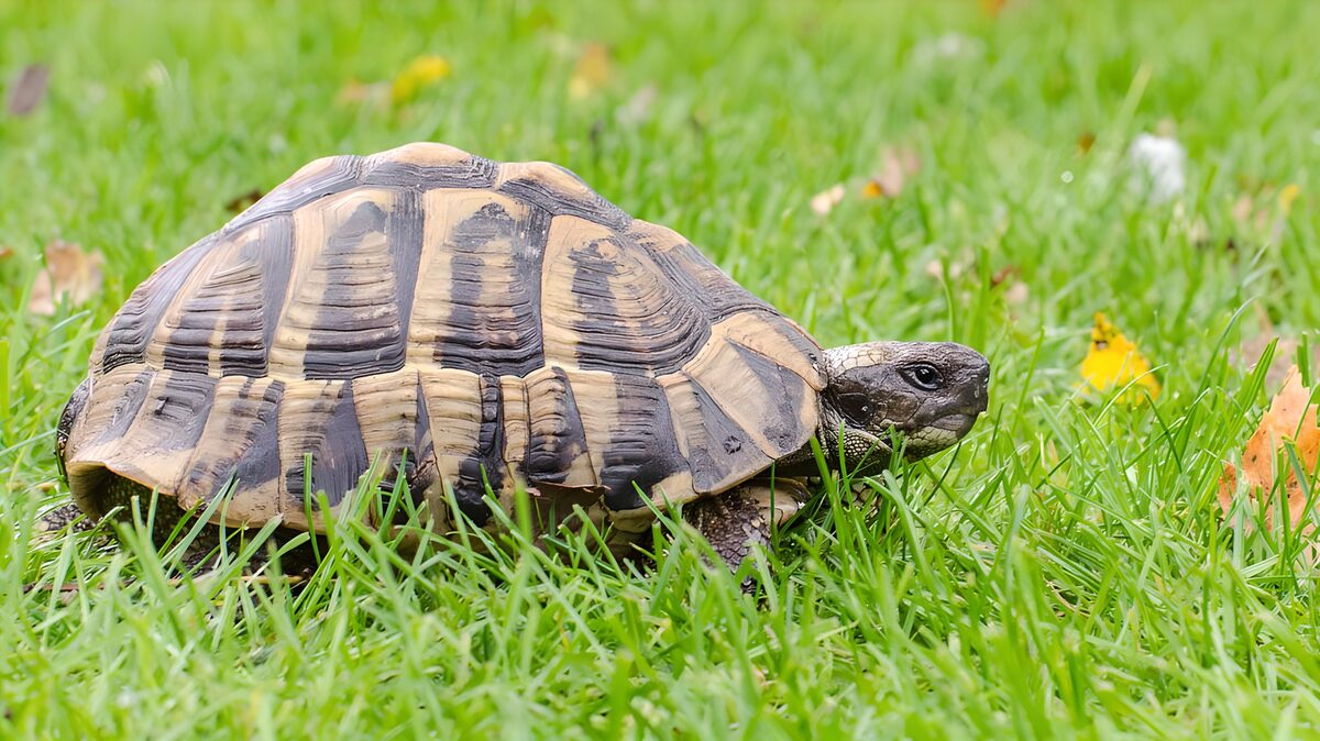TPDE24675: Schildkröte in einer Wiese