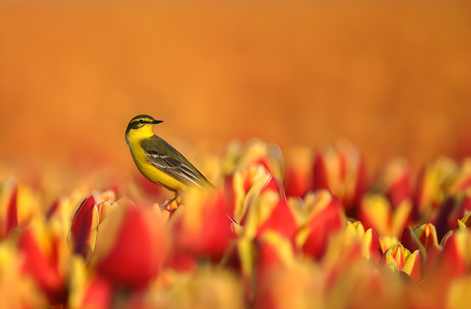 TPDE56876: Singvogel zwischen blühenden Tulpen