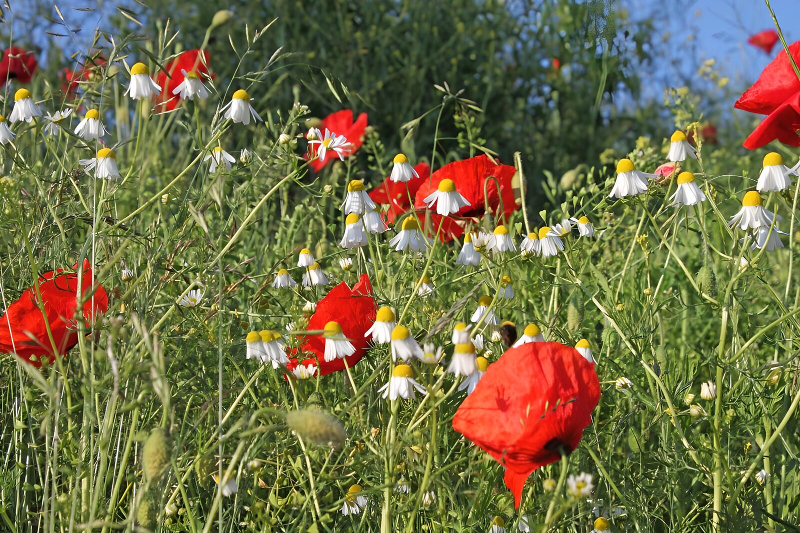 TPDE79514: Klatschmohn und Margariten im Feld 2