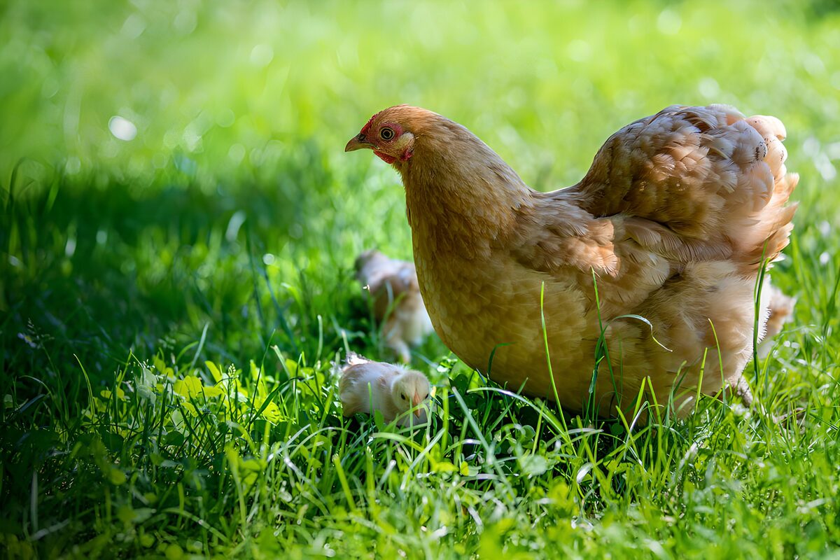 Henne mit ihren Küken im Gras