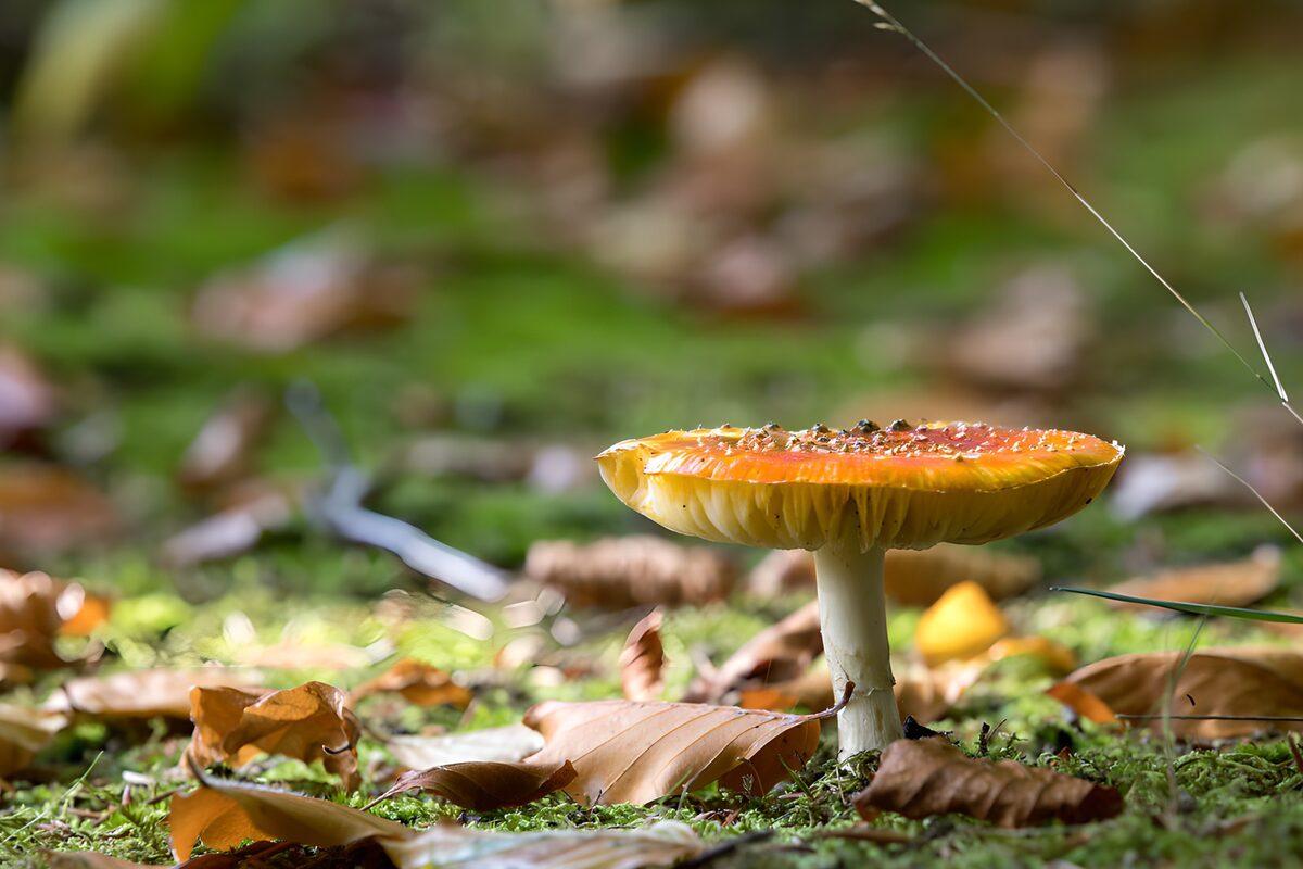 TPDE59966: Bunter Pilz im herbstlichen Wald