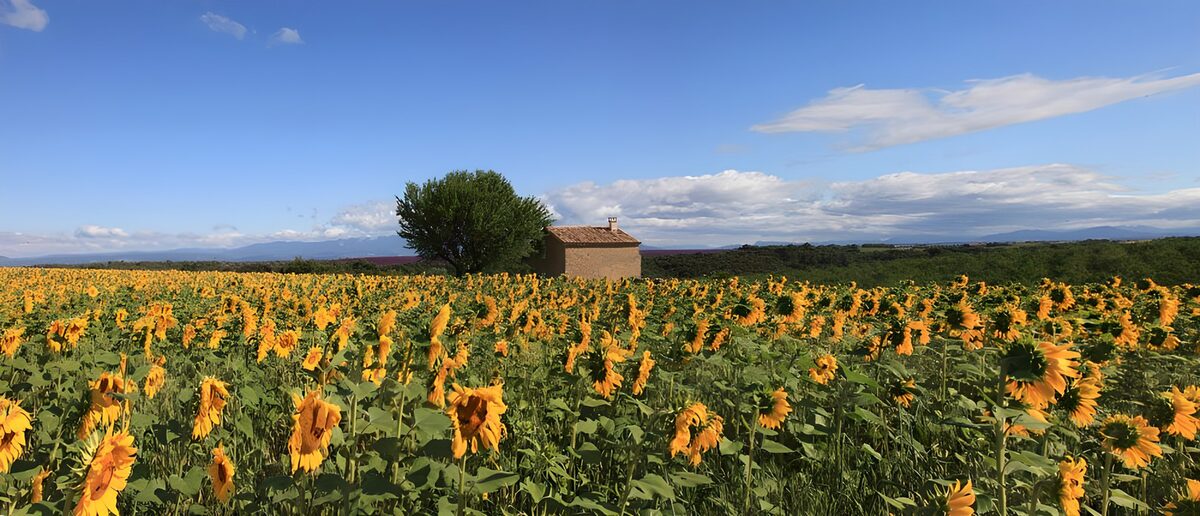 Sonnenblumen auf einem Feld, alle nach der Sonne ausgerichtet