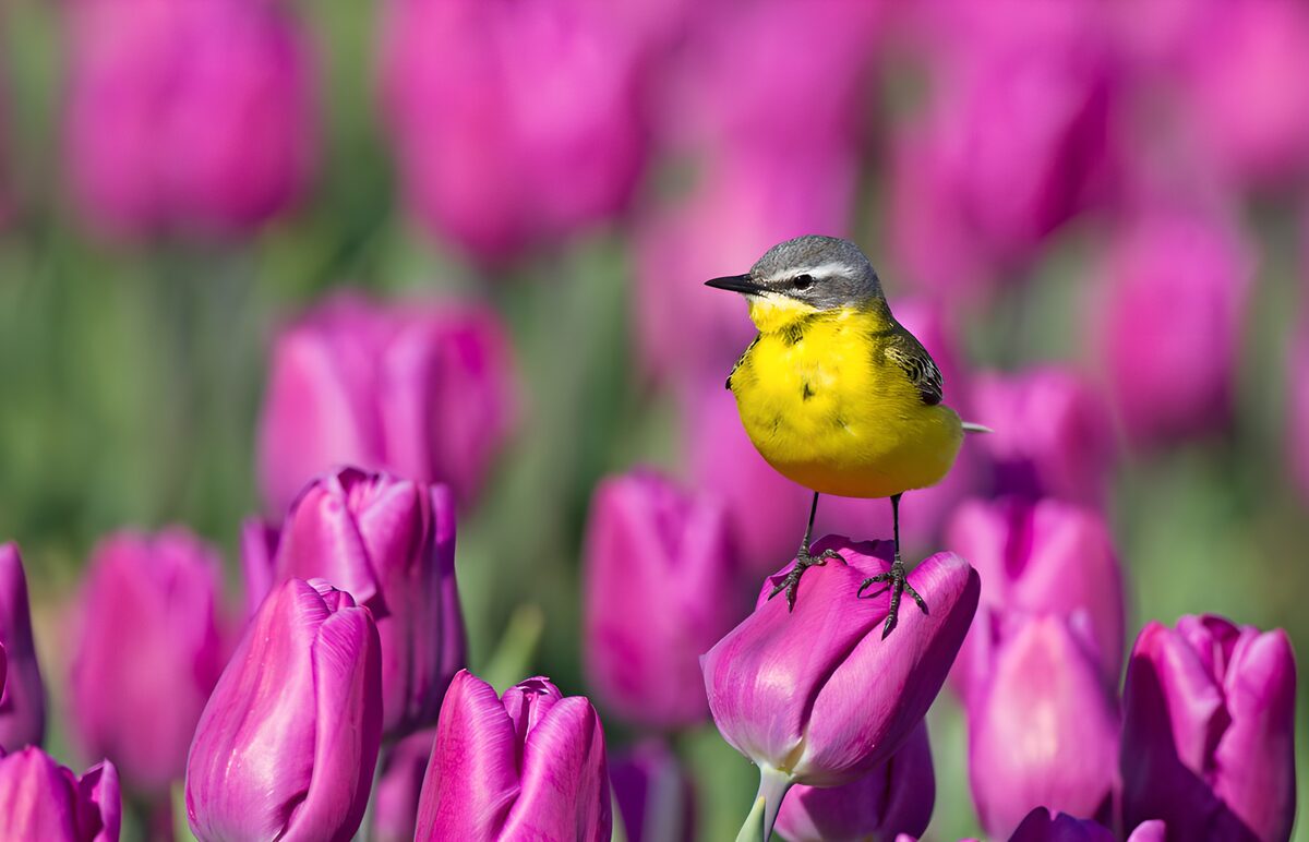 TPDE20702: Gelbe Wagtail zwischen lila Tulpen