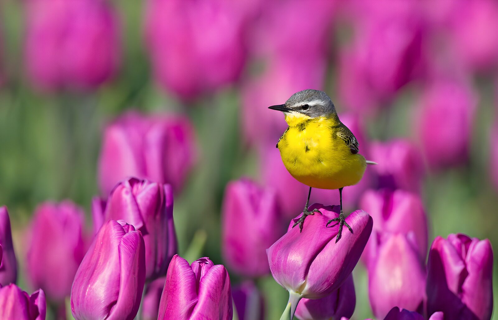 TPDE20702: Gelbe Wagtail zwischen lila Tulpen