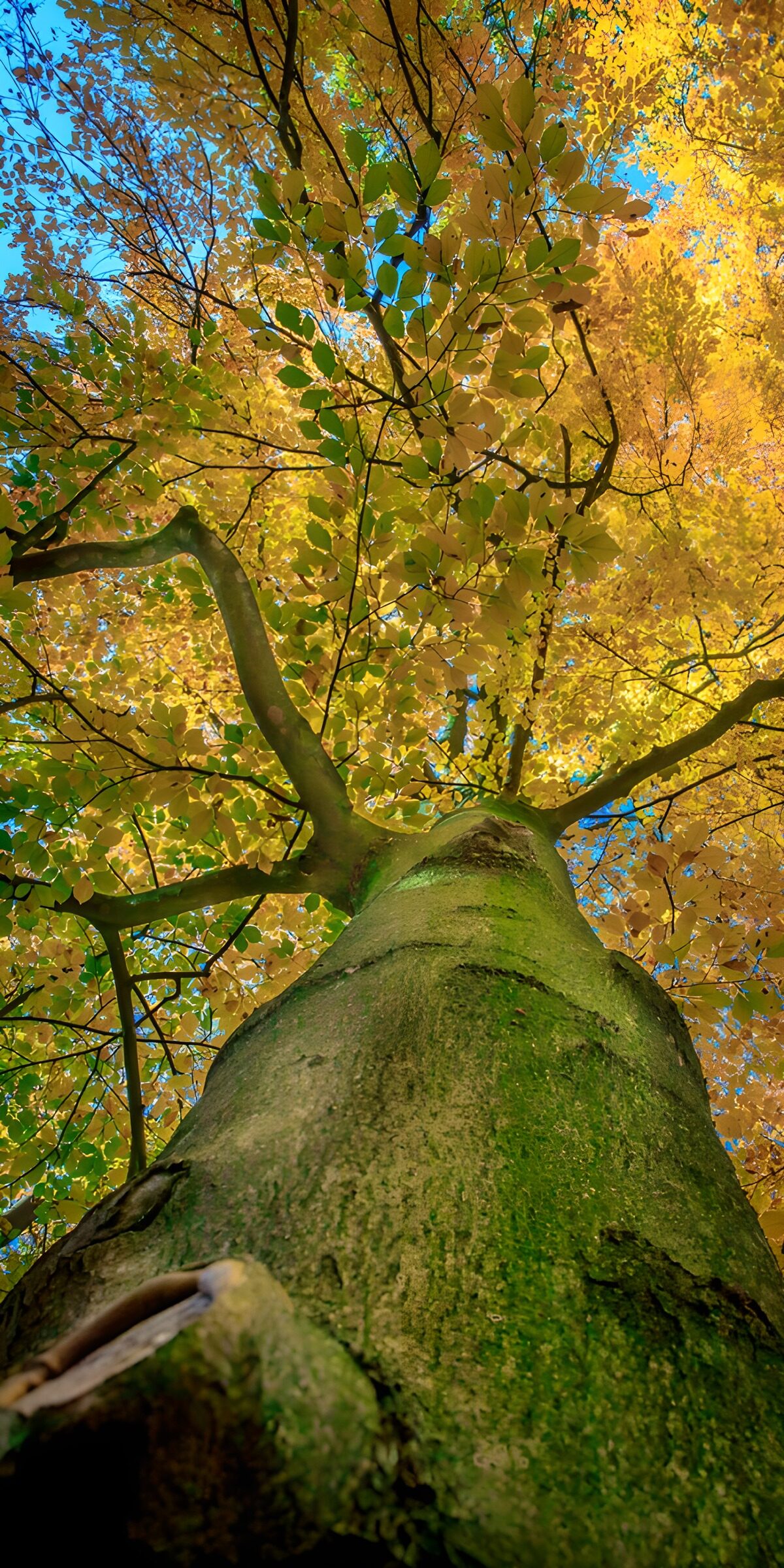 Majestätischer Baum im Herbstlicht